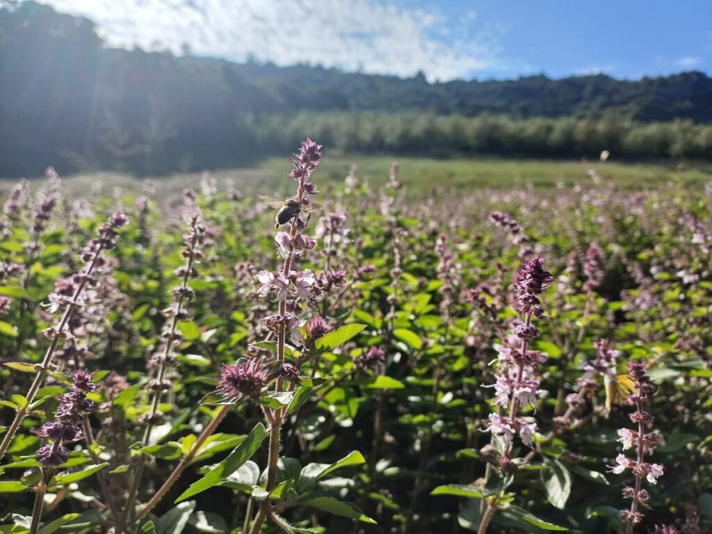Field of Persian basil